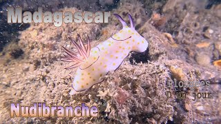 20241105 Nudibranche Geniolutus annulatus [upl. by Noek]