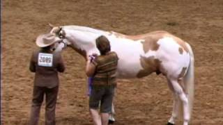 INVESTED BY FAR  APHA  AQHA World Champion Stallion [upl. by Lillis349]