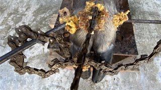 Cutting trimming and cleaning CHAIN ​​SAW BLADE stuck in cows hoof [upl. by Onaimad]