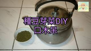 種豆芽菜DIY，在家種菜吧！040口木呆呆呆過生活 [upl. by Acimaj]