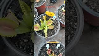 Alimentando a la dionaea muscipula b52 [upl. by Yemar]