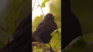 Blackbird 🐦‍⬛ [upl. by Artied]