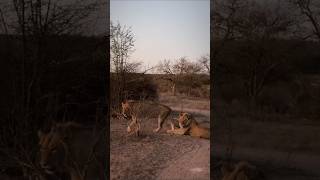 Joven coalición de leones nómadas Hijos de Mapoza shorts lions wildlife [upl. by Olatha]