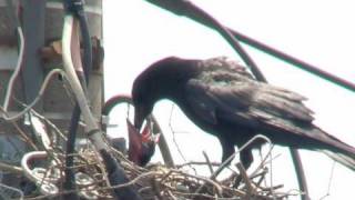 カラスのヒナの駆除 巣の撤去 害鳥 駆除 電柱 ハンガー 電線 東京電力 停電 ショート 短絡 雛 鴉の子育て raven crow bird [upl. by Eatnoj629]