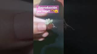 suculentas reproducción por hoja 😍 [upl. by Eceerehs419]