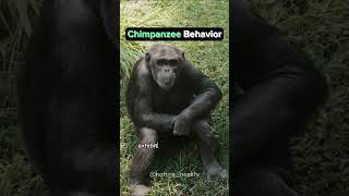 Chimpanzee Behavior [upl. by Anahsat762]