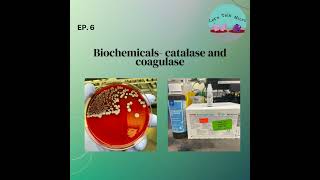 TBT Biochemicals catalase and coagulase [upl. by Terrance]