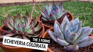 The different forms of Echeveria colorata  Cerriscapedia [upl. by Waylen]