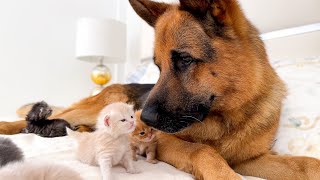 German Shepherd Loves Baby Kittens [upl. by Dexter235]