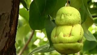 NEW FRUIT DISCOVERY  Baby Shaped Fruit [upl. by Inimak]