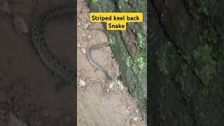 striped keel back snake snakecathesfrog babysnake keelbacksnake [upl. by Standish]