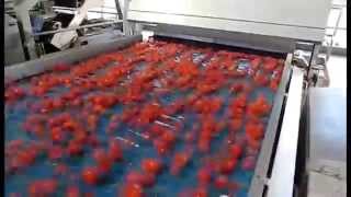 Tomato sorting machine Sentinel II  TOMRA Sorting [upl. by Irwinn]