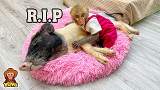 Monkey YiYi was heartbroken when Ủn Ỉn passed away 😭😭😭 [upl. by Gottwald]