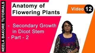 Anatomy of Flowering Plants  NEET  Secondary Growth in Dicot Stem  Part 2  Neela Bakore [upl. by Tiphanie]