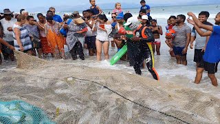 Net fishing yellowtail fish in Cape town muizenberg surfing corner blue water beach in south africa [upl. by Ettevram]