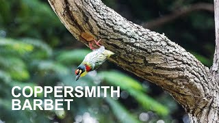 Coppersmith Barbet birds study birdwatching [upl. by Anidan]