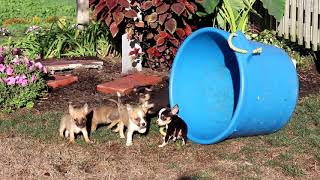 Chihuahua Mix Puppies For Sale [upl. by French]