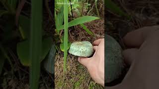 Immersive mushroom picking [upl. by Nirmak]