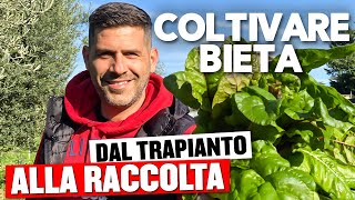 Come Coltivare la BIETA ed ottenere RACCOLTI abbondanti [upl. by Freda]