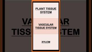 Plant Tissue System  Epidermal Ground Vascular  Conjoint Vascular Bundle  Xylem Phloem shorts [upl. by Ahsilyt]