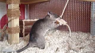 Dr Bob  Knäckebrot Gambia Riesenhamsterratte  Giant pouched rats [upl. by Lemhar]