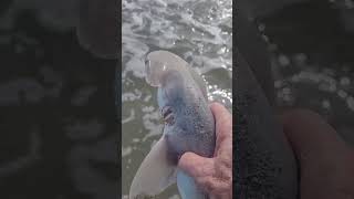 Bonnethead shark released in a post hurricane Debbie trough tight lines [upl. by Annawahs]