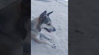 SMASH digging in the sand with friends ❤️ petlover smash [upl. by Hammer229]