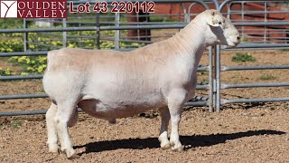 Lot 43 220112 National Show amp Sale 2024 [upl. by Cichocki]