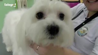 Krvoločni maltezer aggressive maltese [upl. by Fair434]