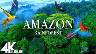 Amazon 4k  The World’s Largest Tropical Rainforest  Relaxation Film with Calming Music [upl. by Uriiah]