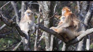 Wild golden snubnosed monkeys go on quotfamily outingquot in Shaanxi [upl. by Highams758]