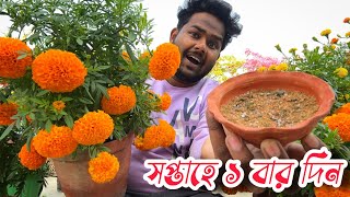 গাছ ভাঙা ইনকা গাঁদা ফুল পেতে প্রতি সপ্তাহে এই খাবার প্রয়োগ করুন  গাছ ভর্তি হয়ে ফুল থাকবে [upl. by Niro199]