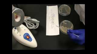 How to Prepare a Bacterial Smear for Endospore Stain [upl. by Tabor784]