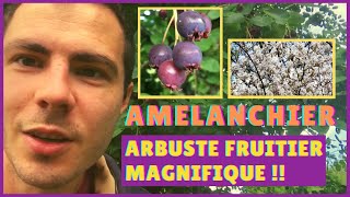 🟣 L AMELANCHIER 👌 Arbuste Fruitier INCONTOURNABLE pour une HAIE FRUITIERE COMESTIBLE [upl. by Leiso]