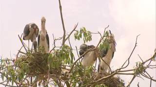 Marabou stork  Kampala  Uganda  Africa  Giant Bird [upl. by Pirbhai]