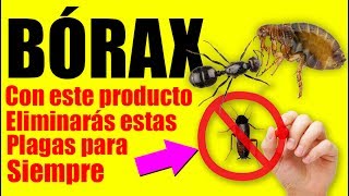 BORAX la forma de Eliminar Cucarachas Hormigas Chinches Termitas y más Plagas [upl. by Jaenicke]