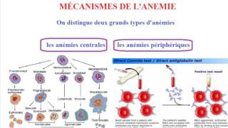 Conduite a tenir devant une anémie [upl. by Ycart]