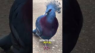 Victoria Crowned Pigeon Feathered Royalty of the Bird Worldquot [upl. by Lira157]