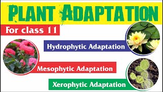 Plant Adaptation  Hydrophytic Mesophytic and Xerophytic Adaptation [upl. by Anik]