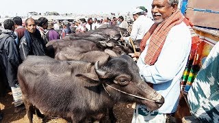 788।বাচ্চা মহিষের দাম দেখুন buffalo calves price update [upl. by Aronal]