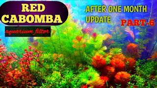 How To Grow Aquatic Plant   RED CABOMBA [upl. by Nolrev]