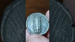 LUCANIA METAPONTUM Silver Nomos ca 500 BC Ear of grain coin monedasantiguas history silver [upl. by Nemajneb]