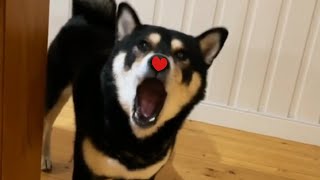 Shiba Max sings DynamiteBTS [upl. by Ettenhoj821]