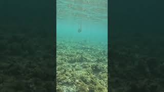 Philippines Snorkeling Adventures Crystal Clear Water and Lots of Tropical fish Tropical Paradise [upl. by Nirad]