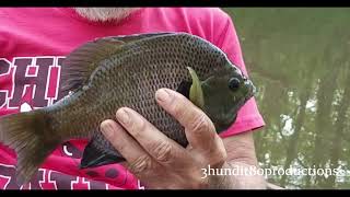 NC River Fishing [upl. by Khanna]