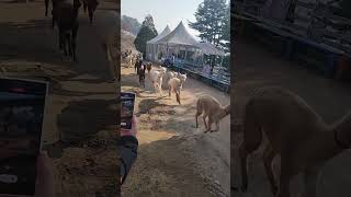 Cute Alpacas running at Alpaca World at Gangwondo South Korea southkorea alpacaworld [upl. by Iuq]