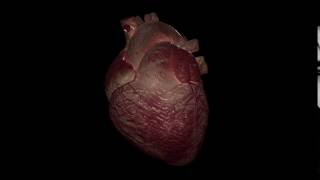 Heart Beating Animation [upl. by Assyl632]