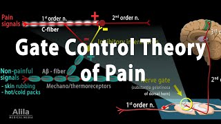 Gate Control Theory of Pain Animation [upl. by Yelsgnik]