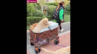 The golden retriever goes out with his puppy and owner🥳 [upl. by Celio836]