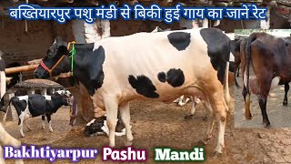 Bakhtiyarpur Pashu Mandi  140000 में बिकी 3 गाय [upl. by Skillern]